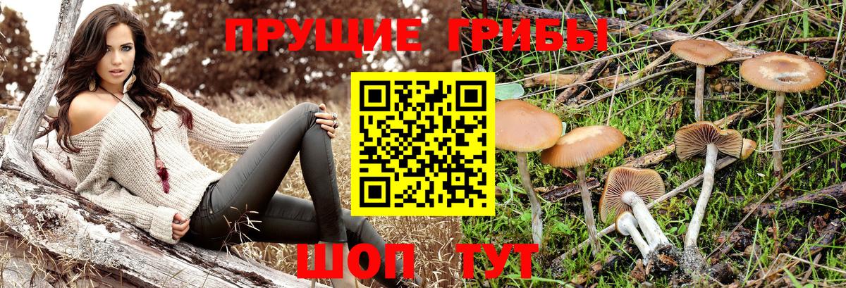 Псилоцибиновые грибы Cubensis Дивногорск
